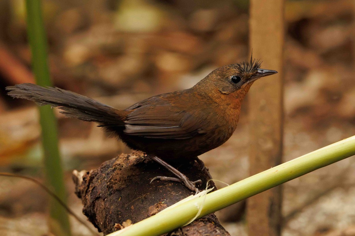 Slaty Bristlefront - ML644208727