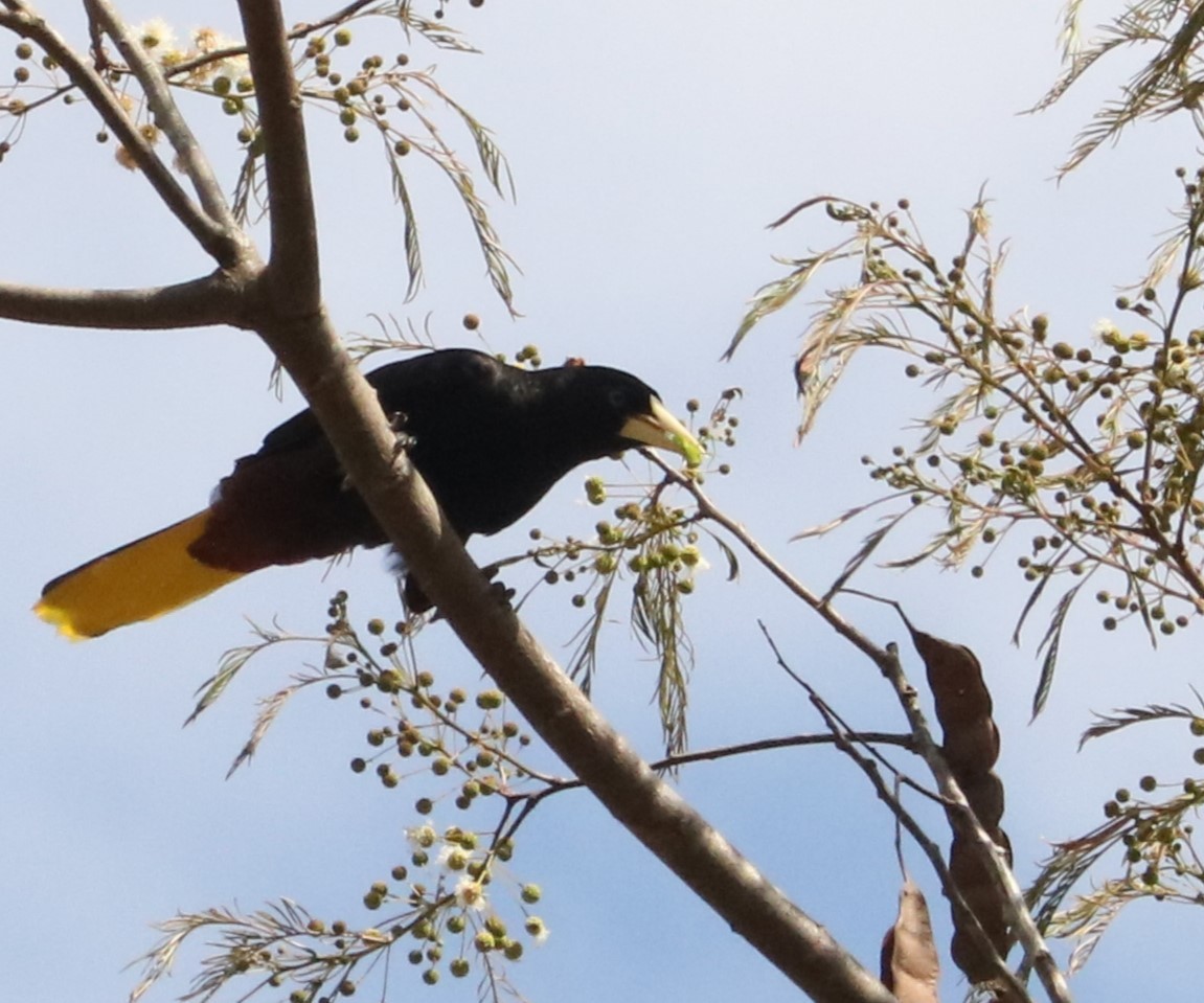 Crested Oropendola - ML644208732