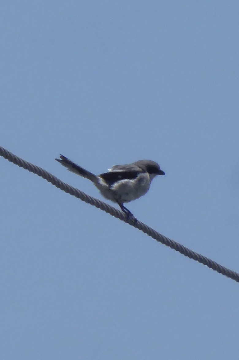 Loggerhead Shrike - ML644208733