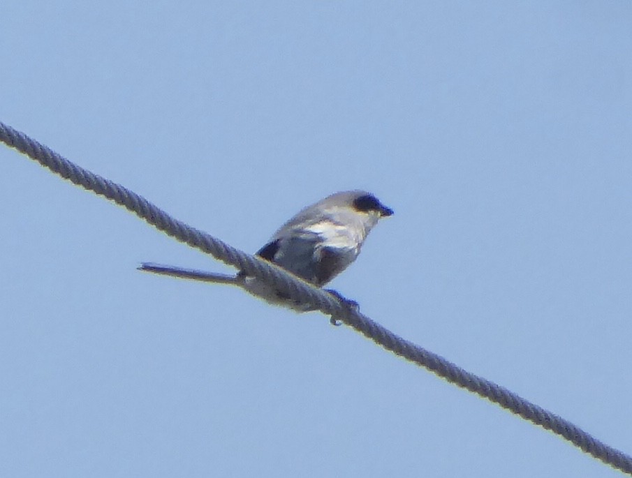 Loggerhead Shrike - ML644208734