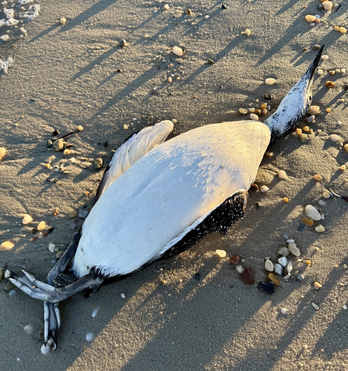 Common Loon - ML644208757