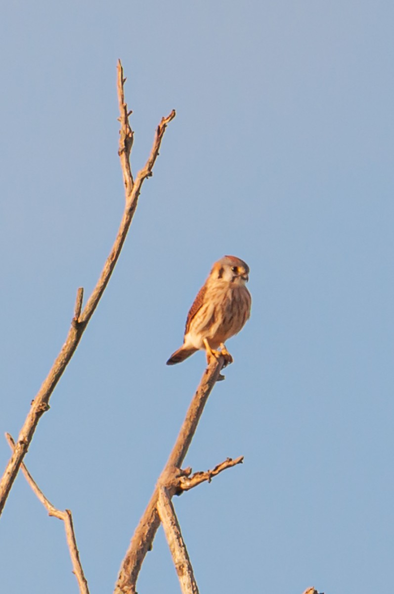 American Kestrel - ML644208764