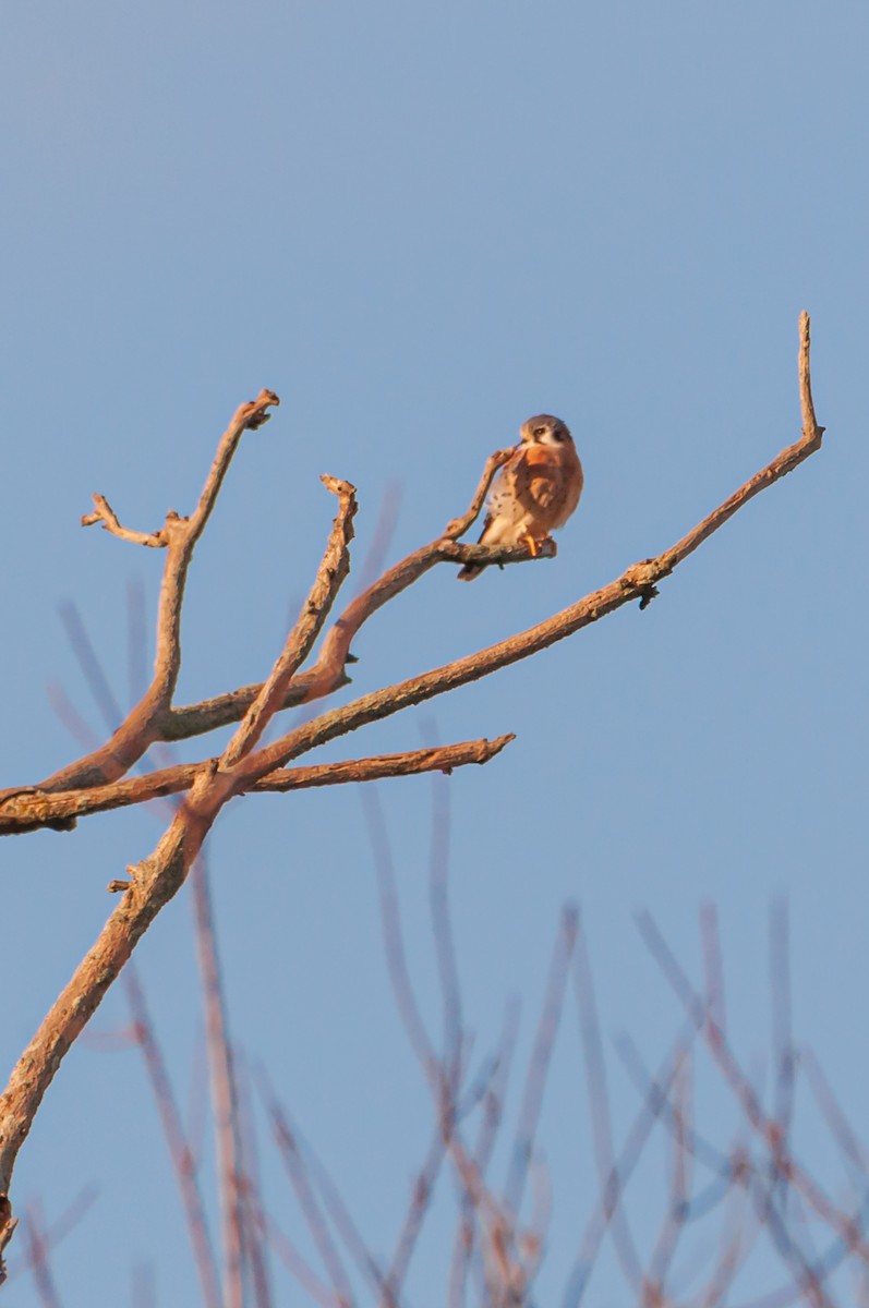 American Kestrel - ML644208765