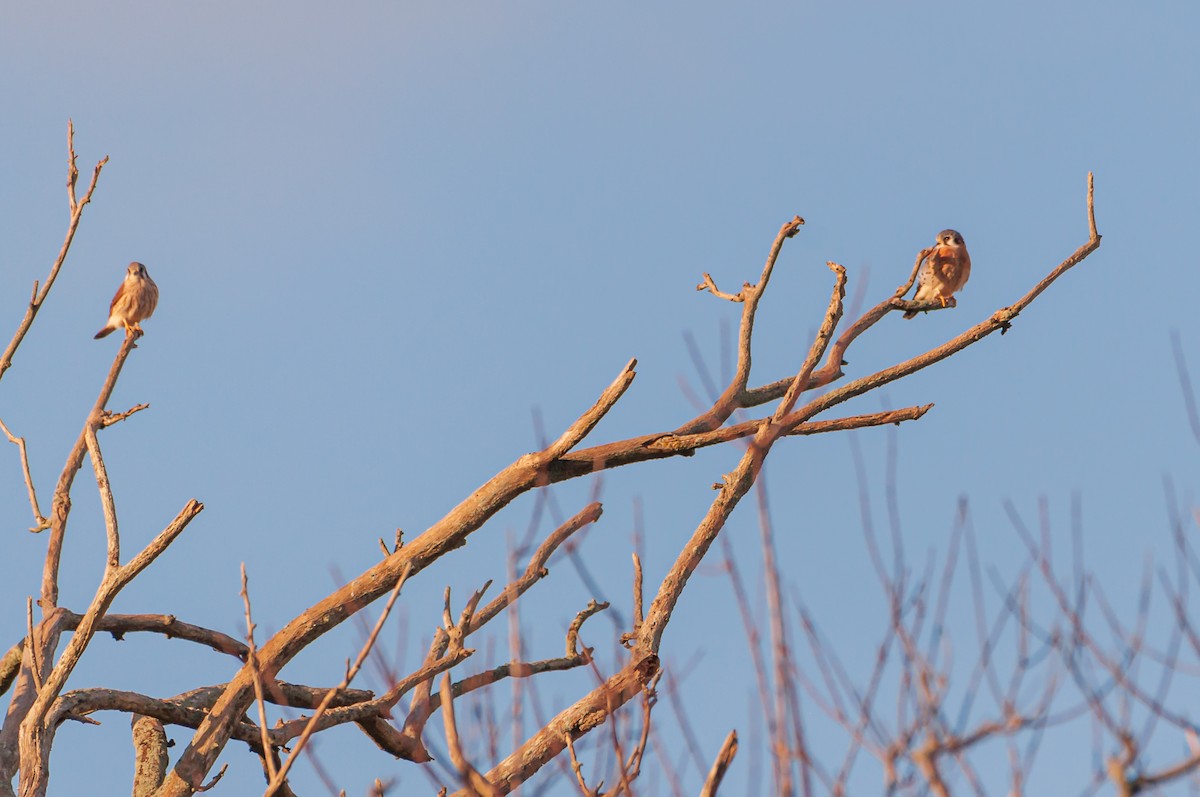 American Kestrel - ML644208766