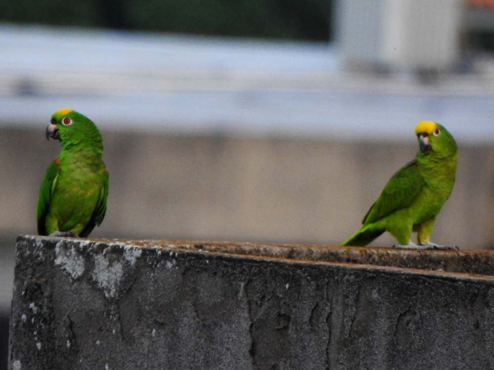 Amazone à front jaune - ML644208769