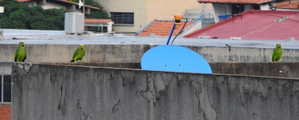 Amazone à front jaune - ML644208770