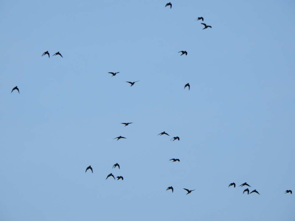 Scarlet-fronted Parakeet - ML644208773