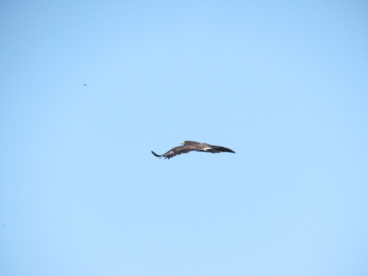 Greater Spotted Eagle - ML644208783
