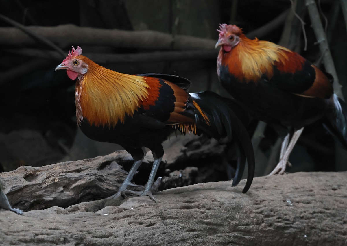 セキショクヤケイ - ML644208786