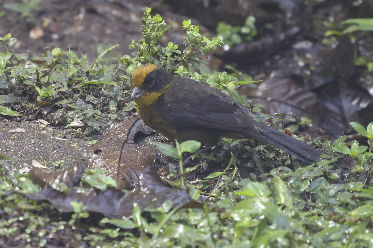 Choco Brushfinch - ML644208789