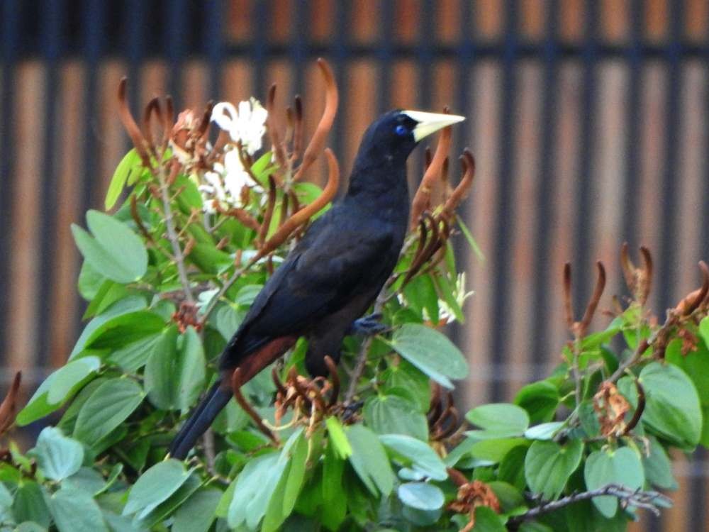 Crested Oropendola - ML644208794