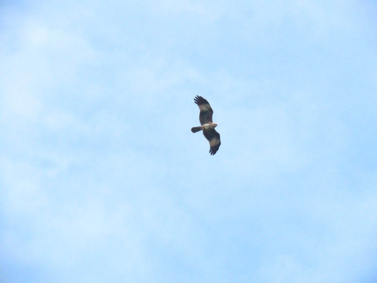 Brahminy Kite - ML644208829