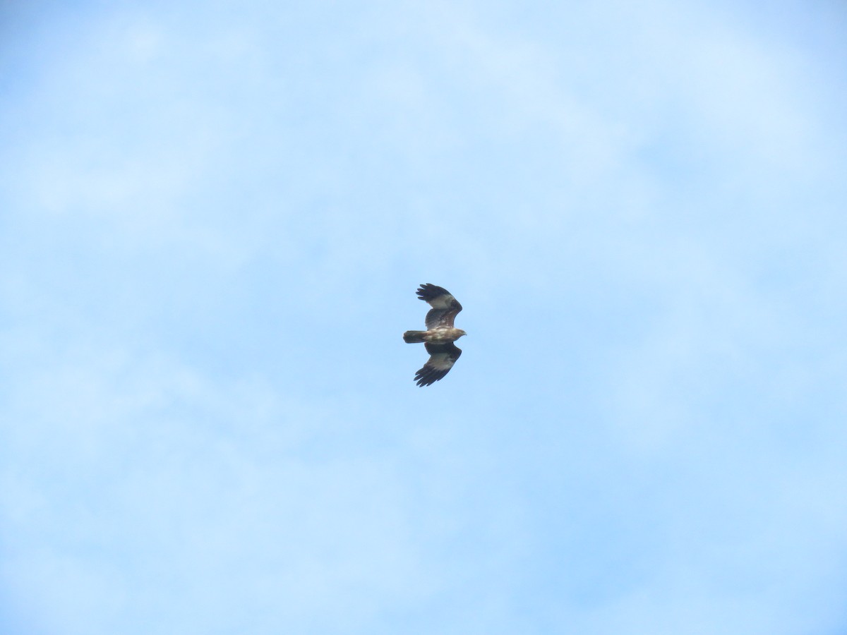 Brahminy Kite - ML644208830