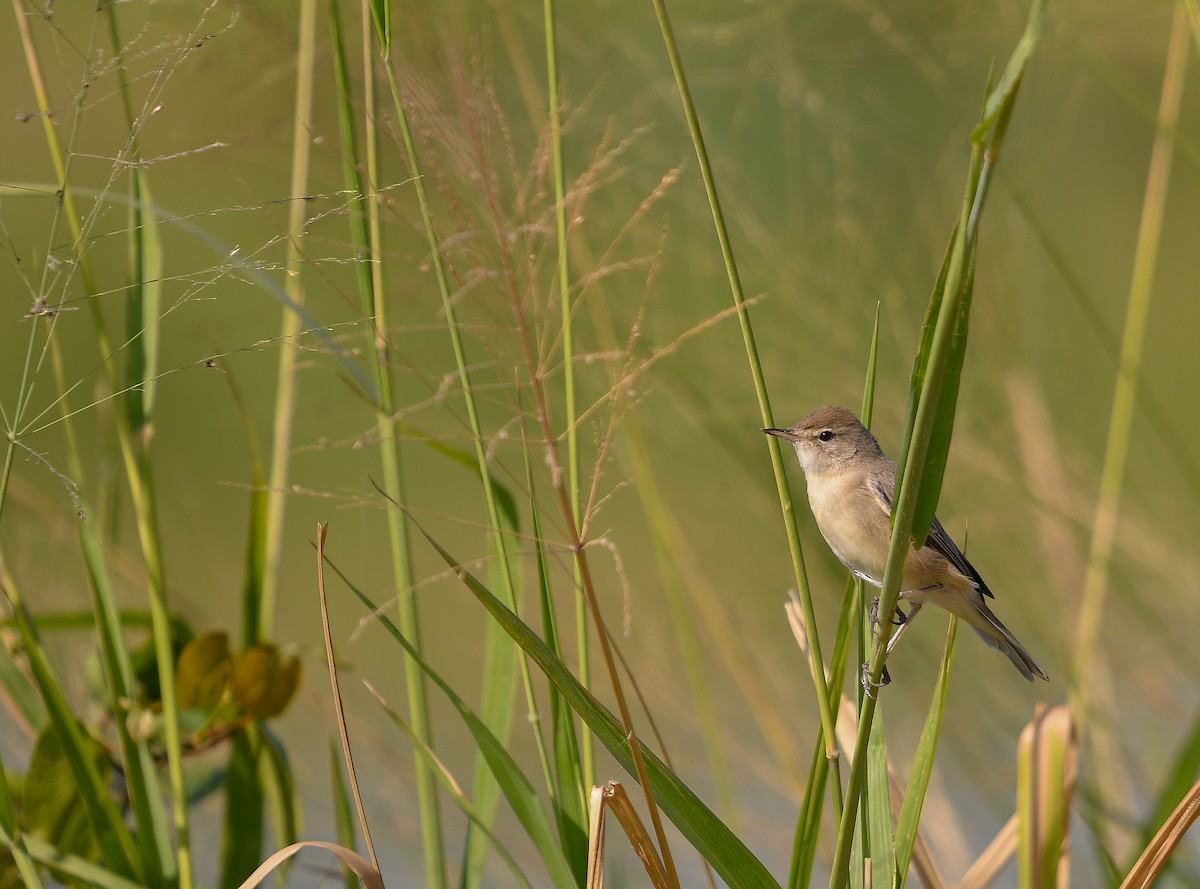 ヒメウタイムシクイ - ML644208834