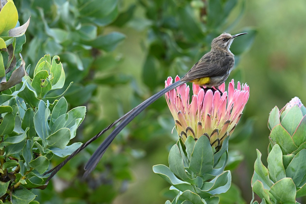 Cape Sugarbird - ML644208839