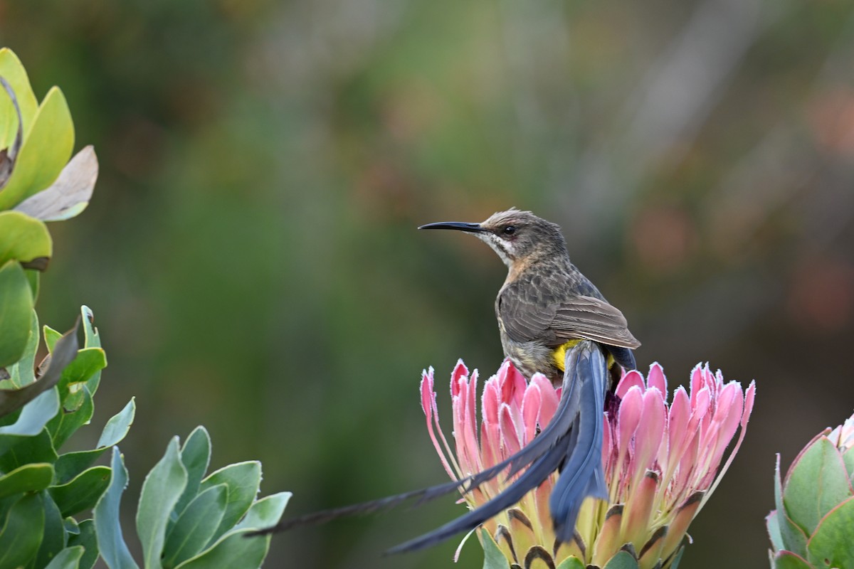 Cape Sugarbird - ML644208841