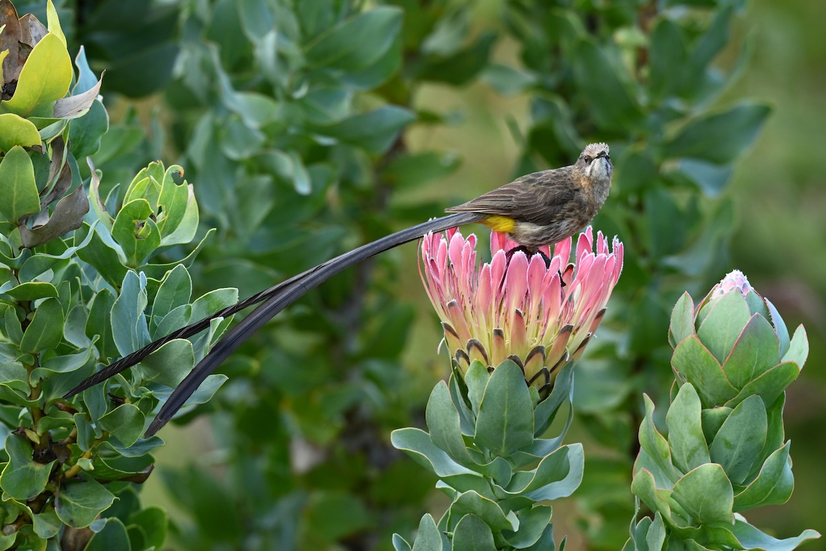 Cape Sugarbird - ML644208843