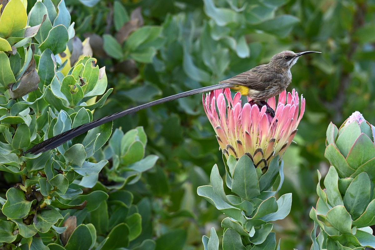 Cape Sugarbird - ML644208845