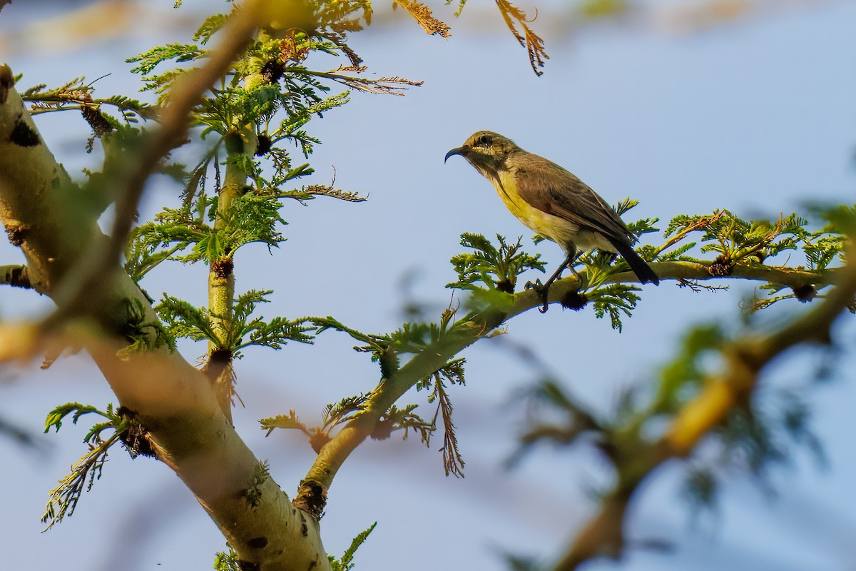 akasiesolfugl - ML644208864