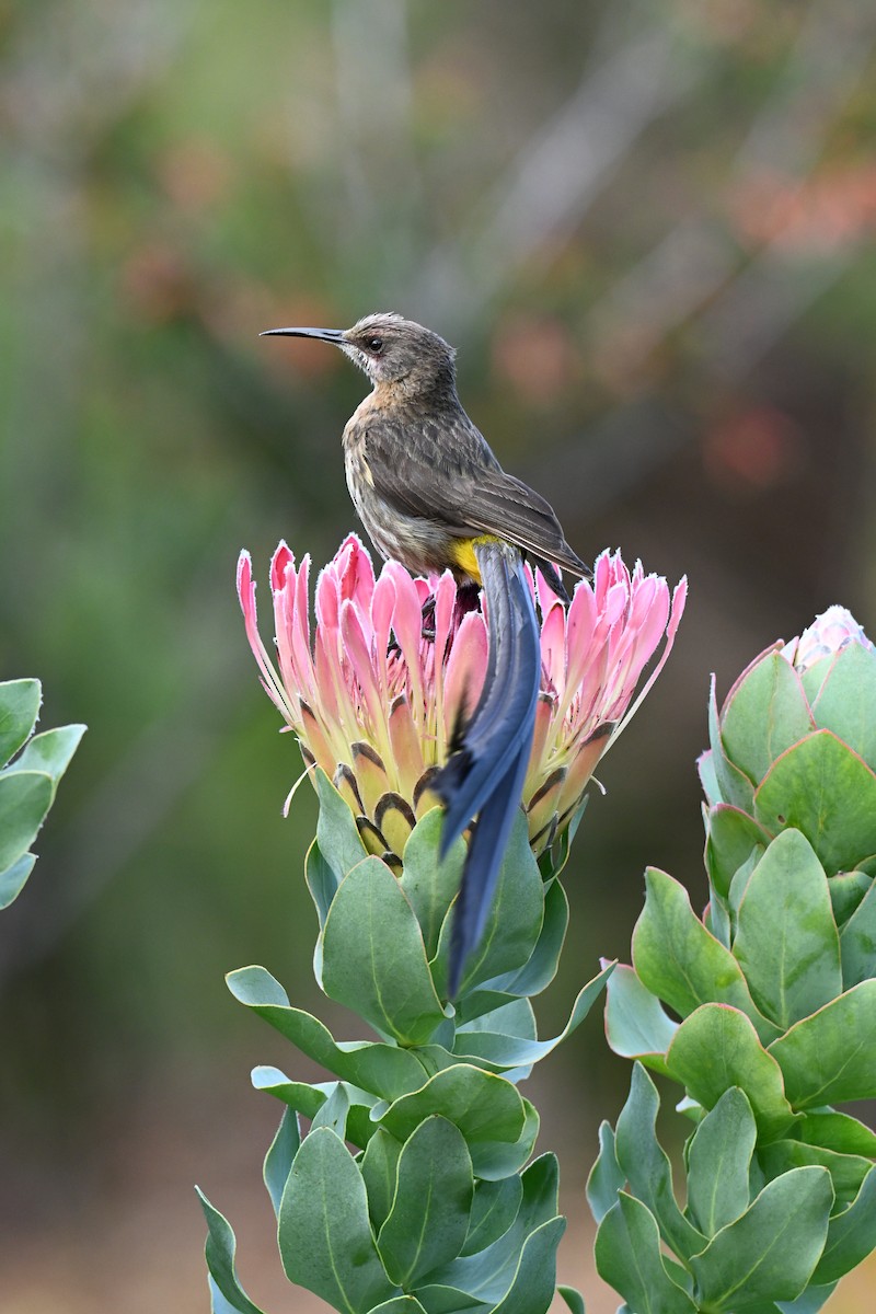 Cape Sugarbird - ML644208867
