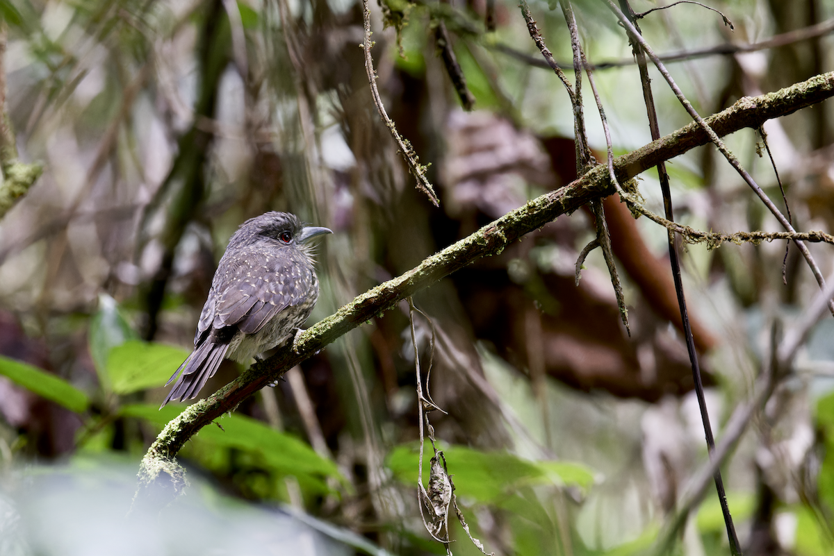 White-whiskered Puffbird - ML644208872