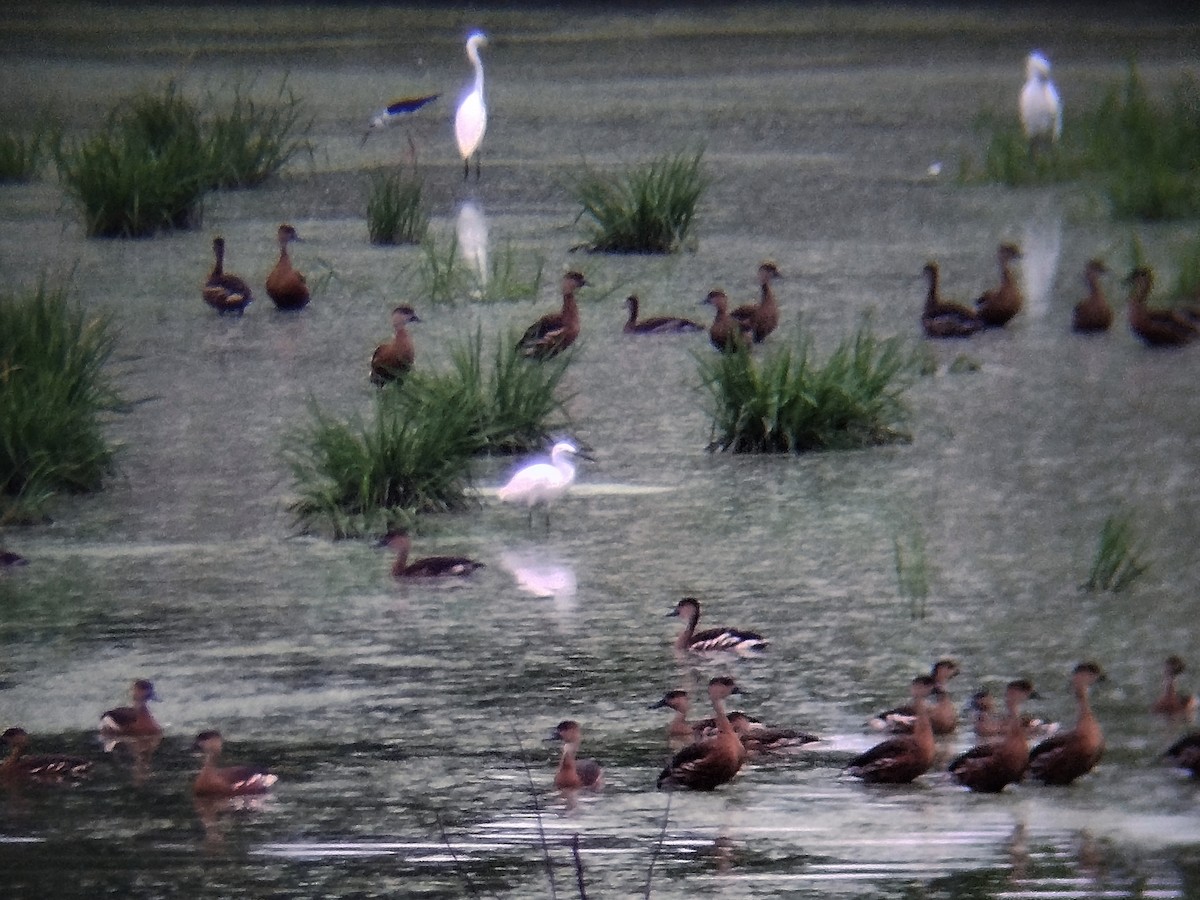 Dendrocygne à lunules - ML644208873