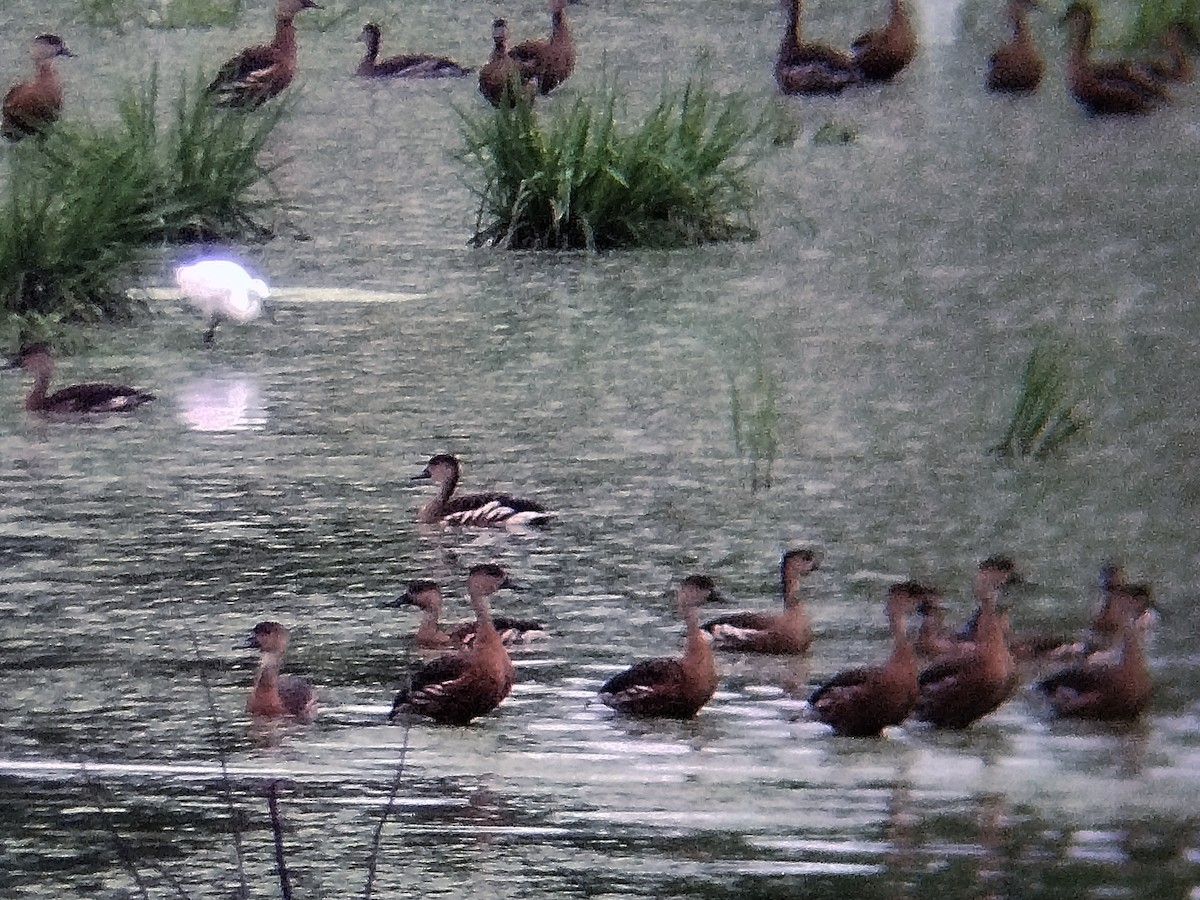 Dendrocygne à lunules - ML644208874