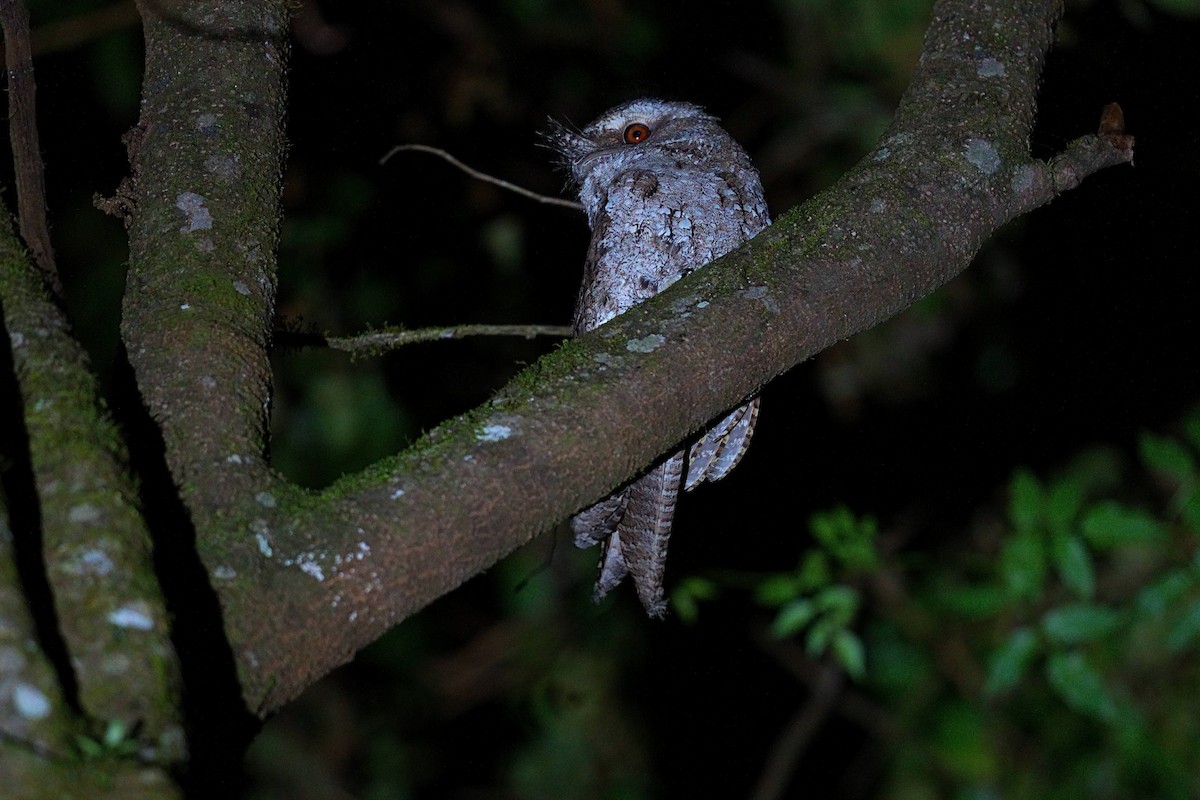 チャイロガマグチヨタカ - ML644208875