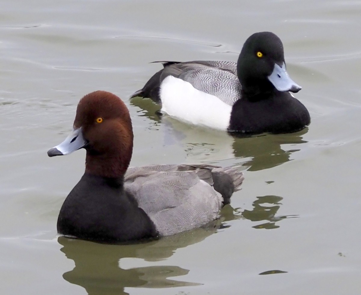 Fuligule à tête rouge - ML644208881