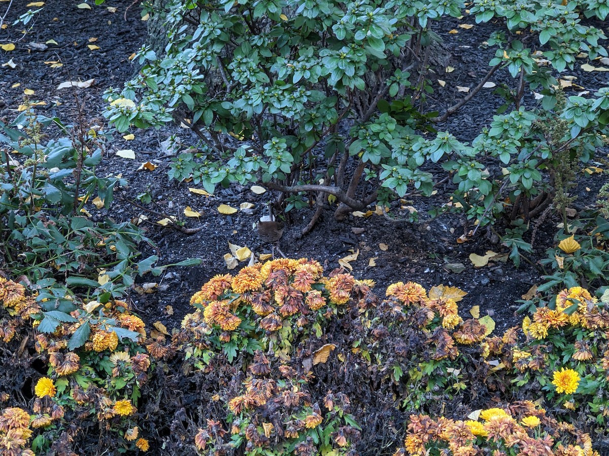 Winter Wren - ML644208886