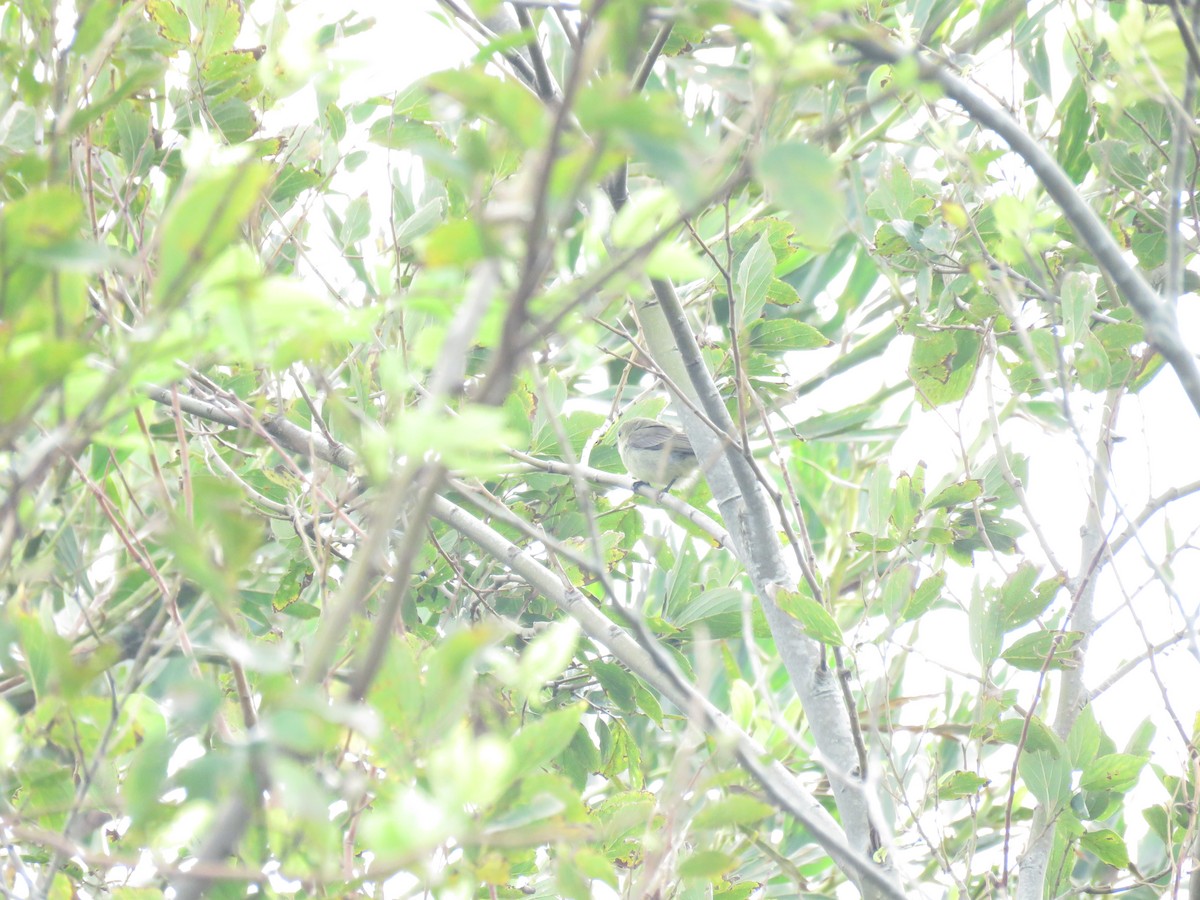 Fire-breasted Flowerpecker - ML644208902