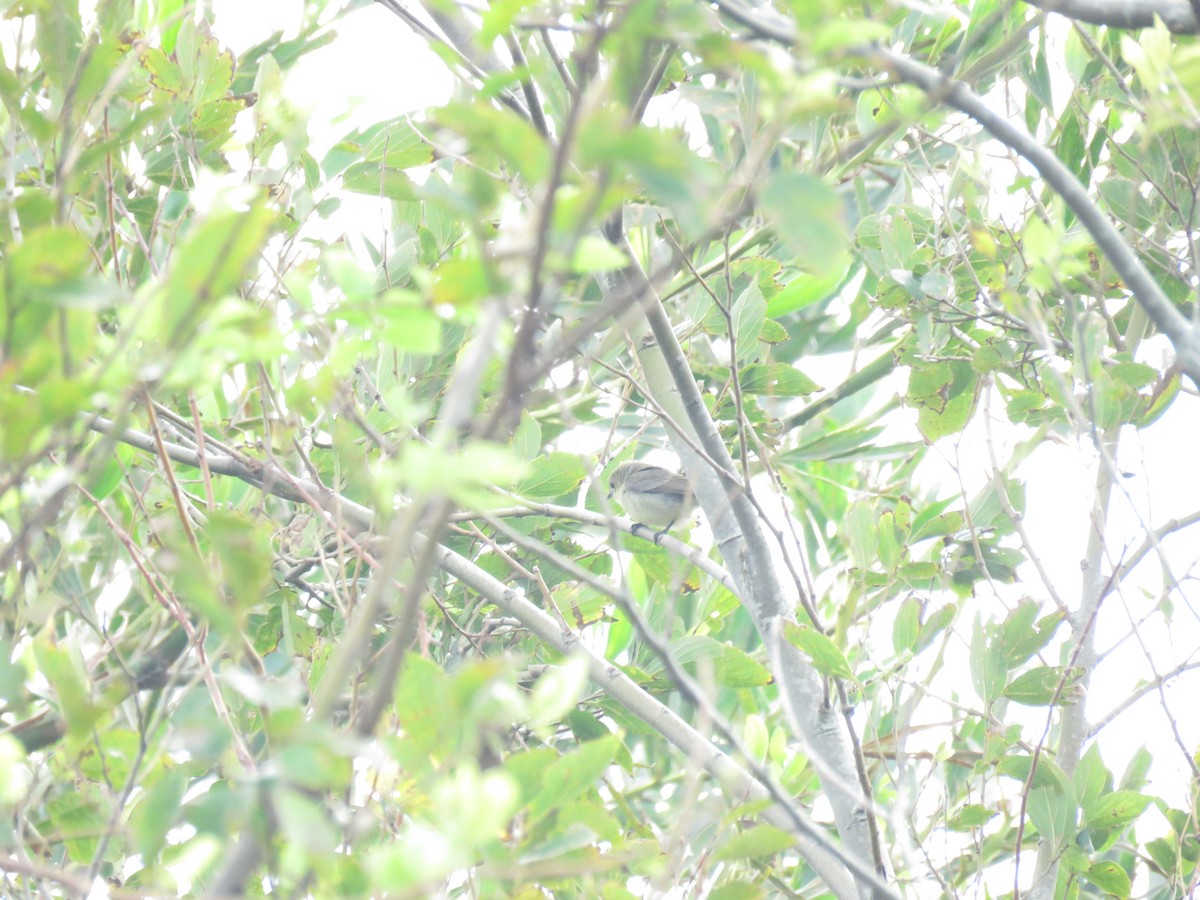 Fire-breasted Flowerpecker - ML644208903