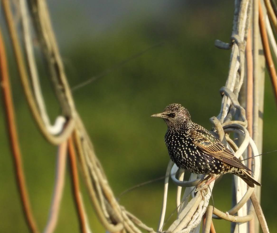 ホシムクドリ - ML644208908