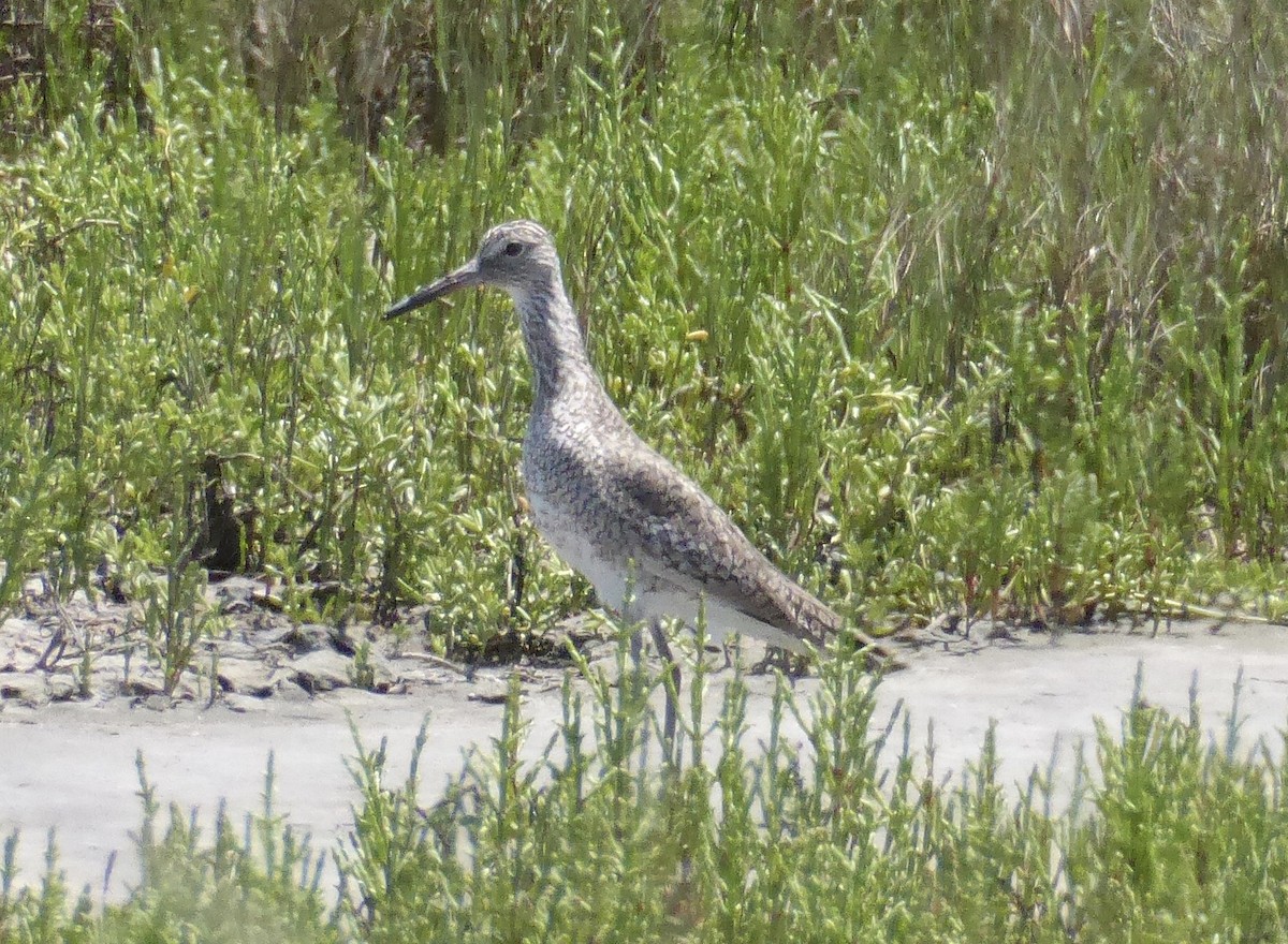 Willet - ML644208913