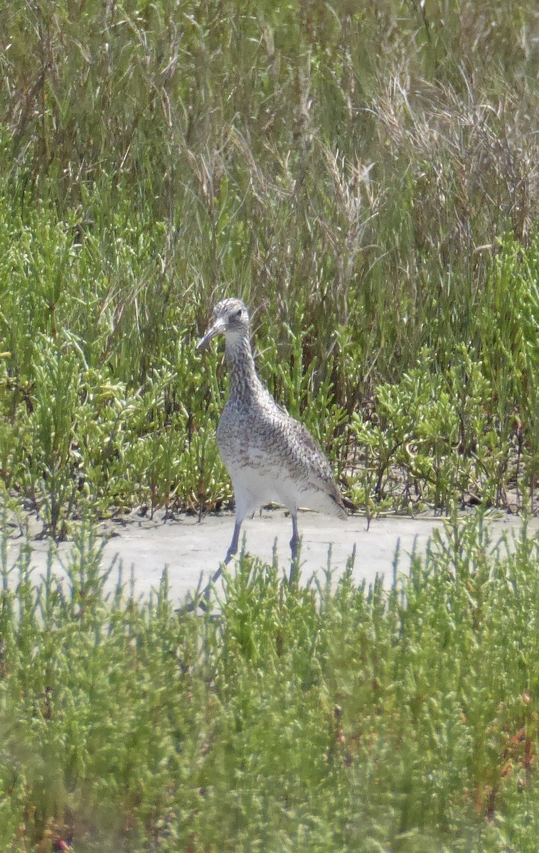 Willet - ML644208914