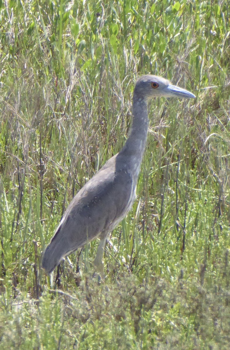 Yellow-crowned Night Heron - ML644208922