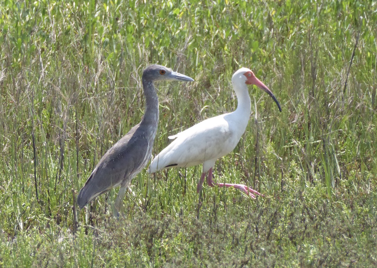 Yellow-crowned Night Heron - ML644208923