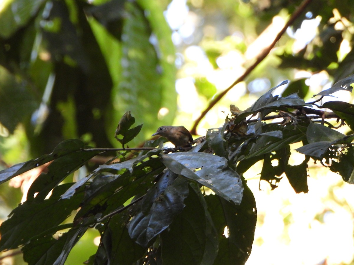 gråmaursmett - ML644208951