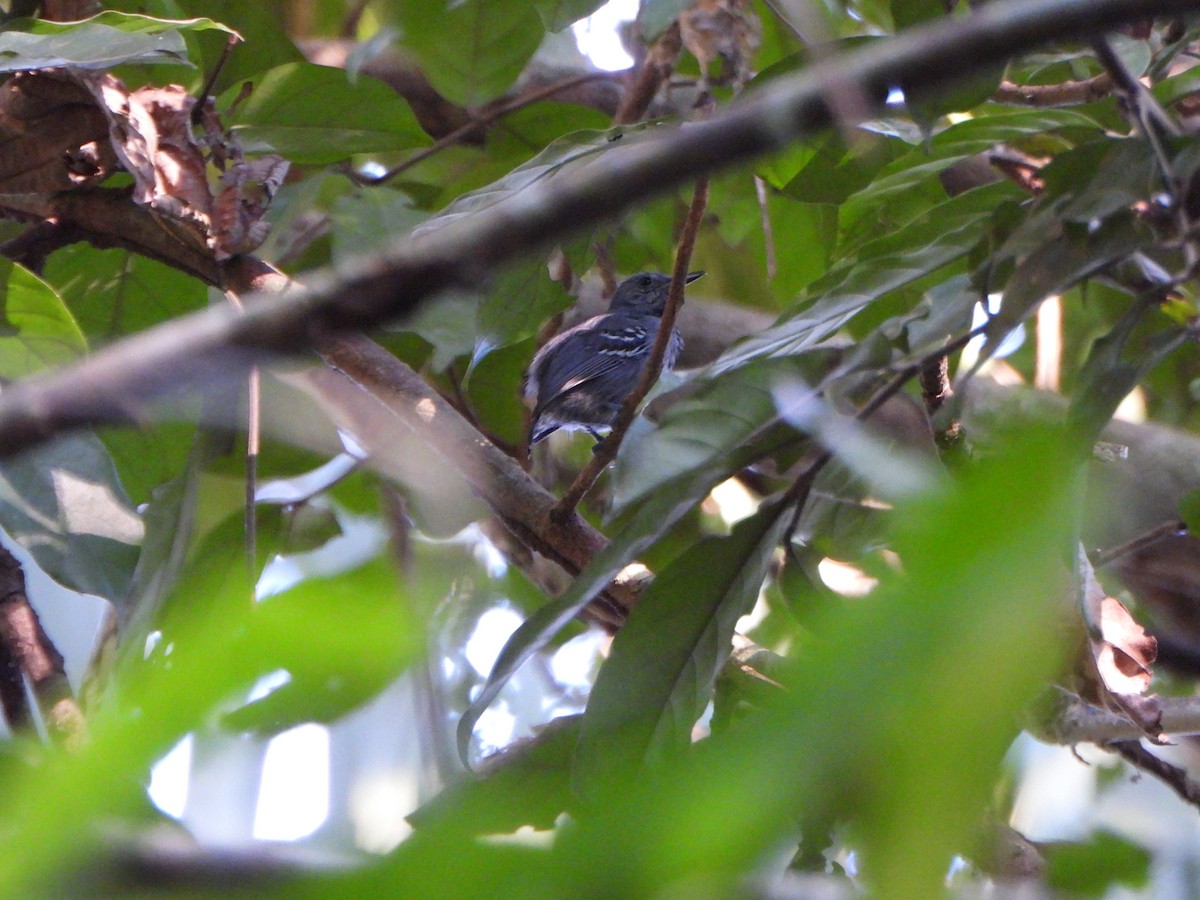 gråmaursmett - ML644208952