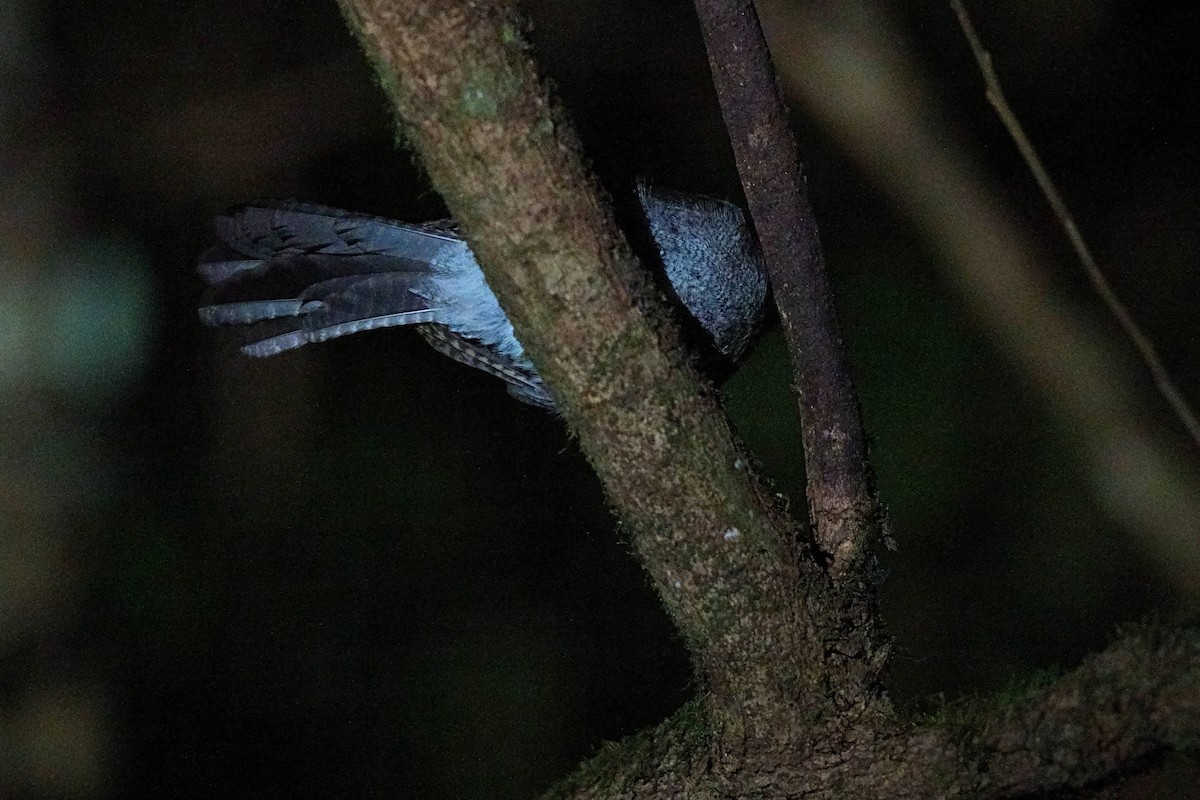 Australian Owlet-nightjar - ML644208957