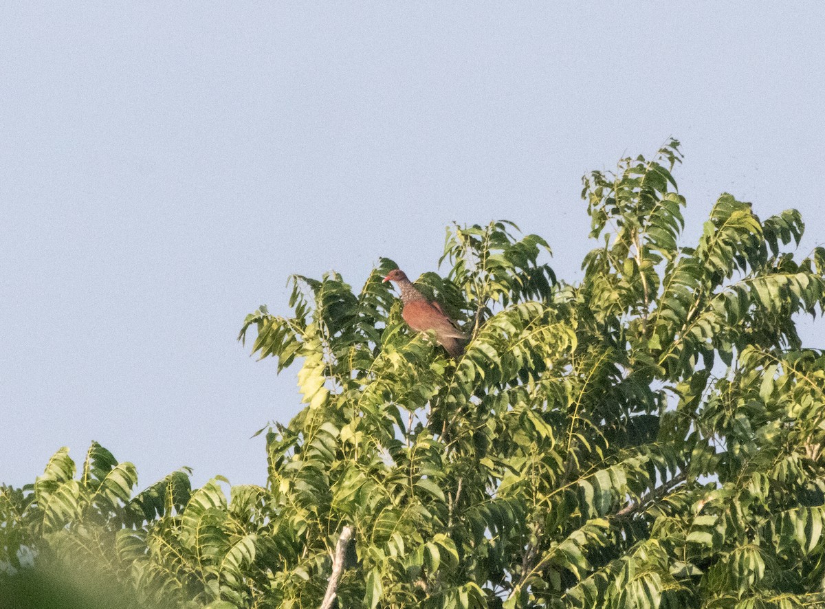 Scaled Pigeon - ML644208967