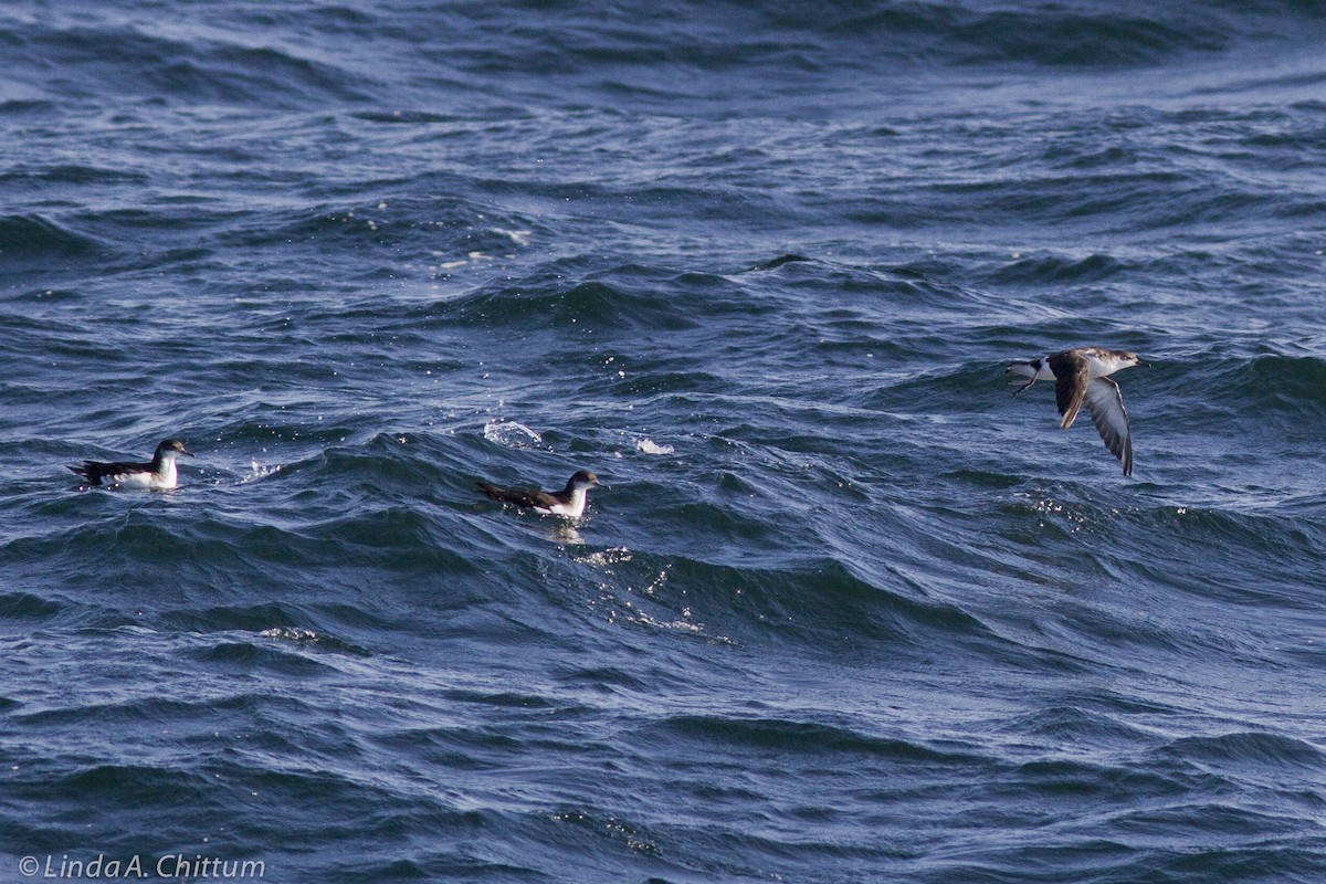 マンクスミズナギドリ - ML644208973