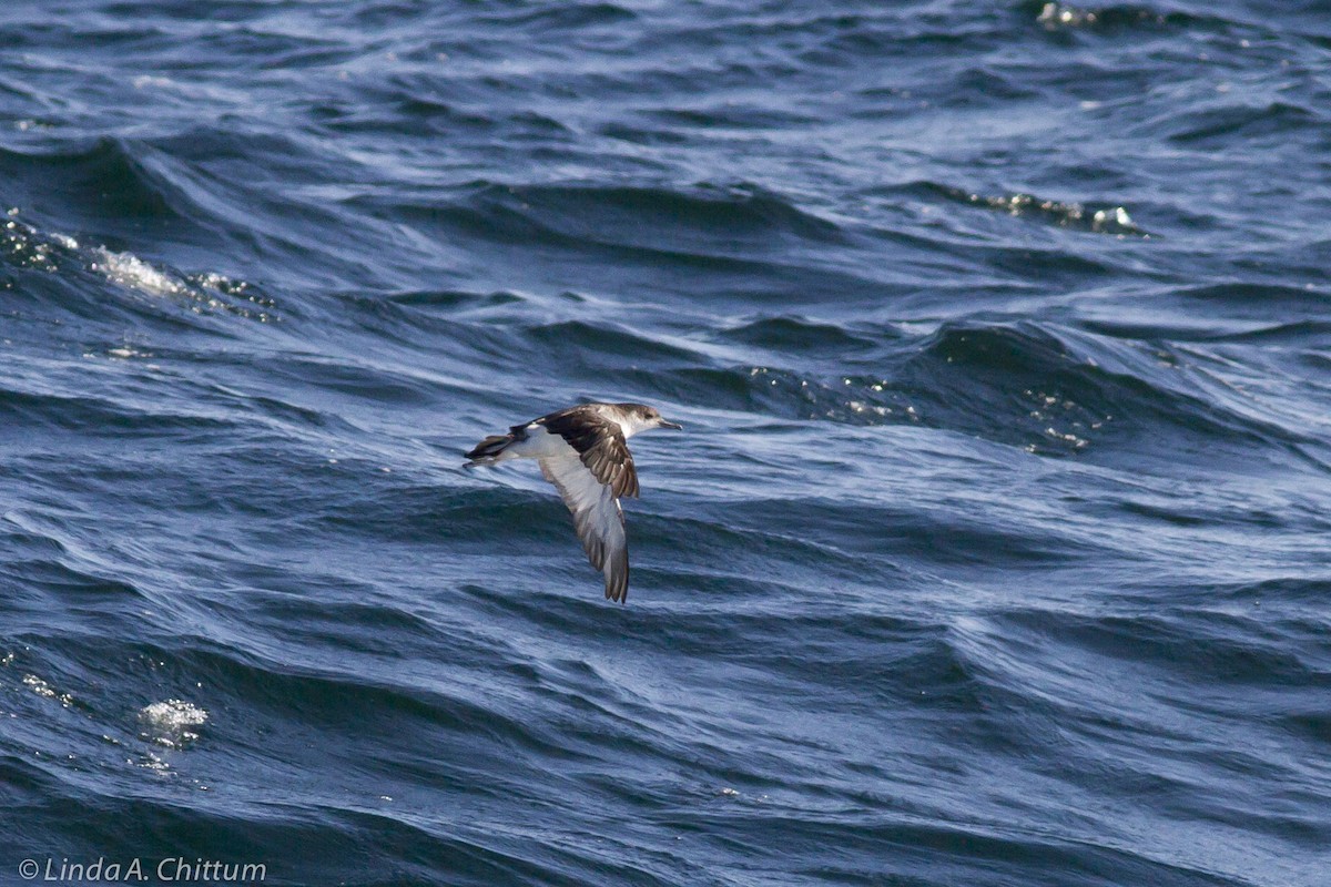 マンクスミズナギドリ - ML644208979