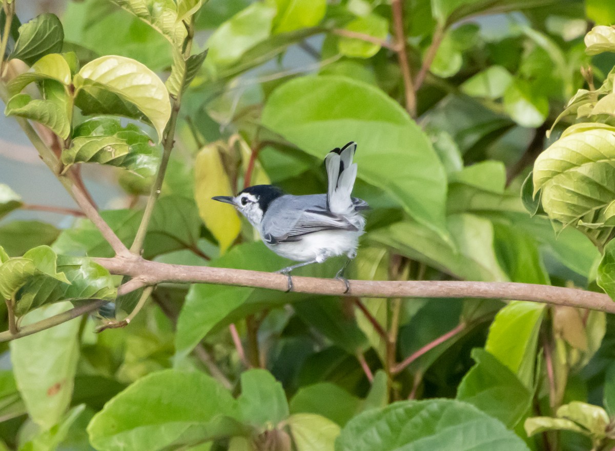 White-browed Gnatcatcher - ML644208981