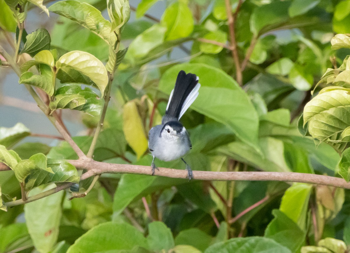 White-browed Gnatcatcher - ML644208982