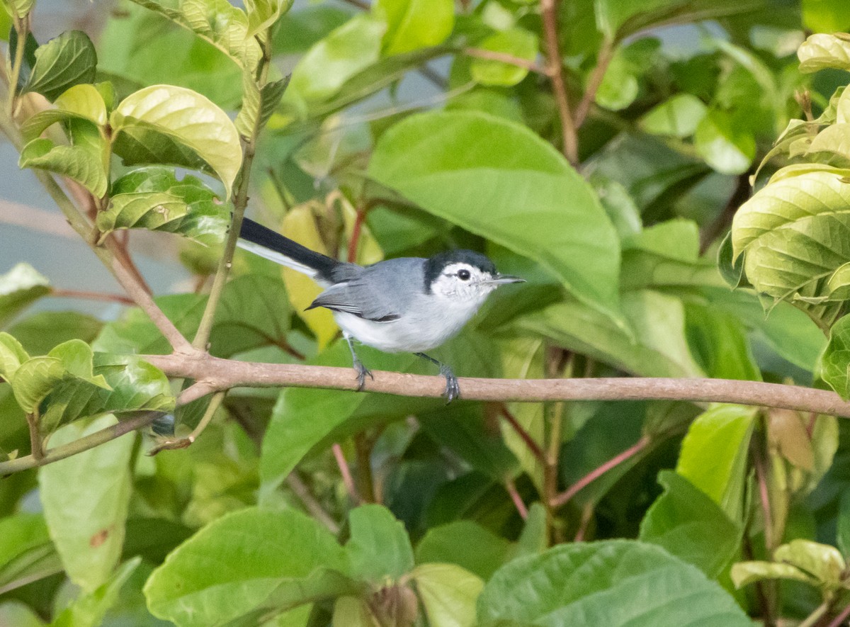 White-browed Gnatcatcher - ML644208984