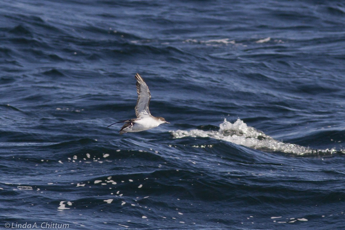 マンクスミズナギドリ - ML644208986