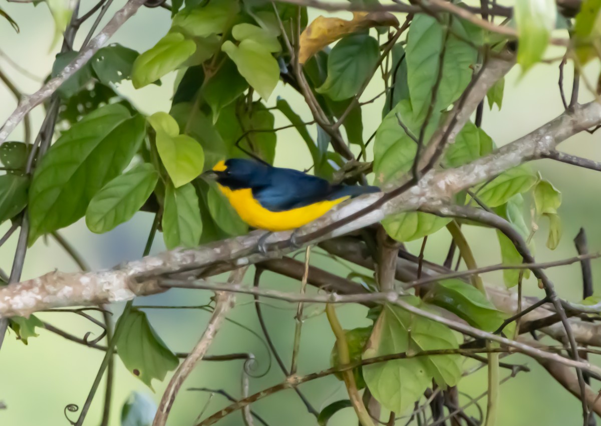 Yellow-throated Euphonia - ML644208990