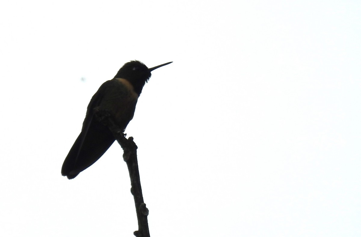 Amethyst-throated Sunangel - ML644208997