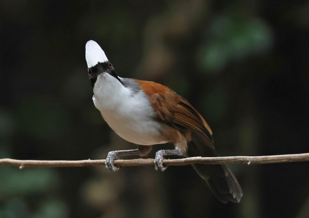 White-crested Laughingthrush - ML644209014